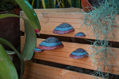 Set of 5 Mini Mushroom Floating Shelves